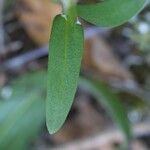 Stenaria nigricans Feuille