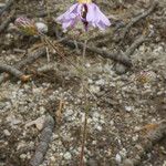 Corethrogyne filaginifolia Floare
