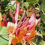 Lonicera etrusca Flor