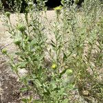 Grindelia hirsutula Fuelha