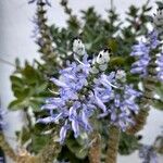 Coleus caninus Flower