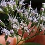 Eupatorium serotinum Blomst