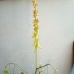 Crotalaria pallida Kwiat