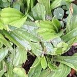 Plantago ovata Blad