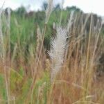 Bothriochloa barbinodis ফল