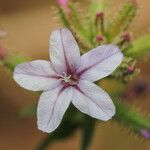 Plumbago europaea Цветок