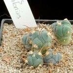 Echinocactus horizonthalonius Annet