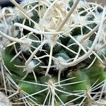 Pediocactus peeblesianus ᱛᱟᱦᱮᱸ