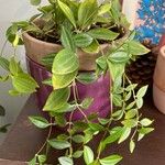 Peperomia quadrangularis Leht