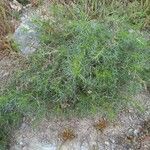 Artemisia campestris برگ