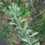 Chamaecytisus ruthenicus Leaf