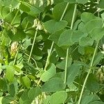 Vicia pisiformis Hoja