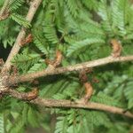 Calliandra bijuga Ліст