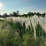 Saccharum spontaneum Συνήθη χαρακτηριστικά