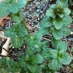 Mentha × piperita Feuille