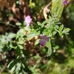 Epilobium hirsutumFlower