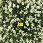 Astragalus angustifolius Fleur