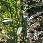 Physostegia virginiana Blatt