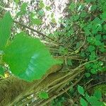Corylus cornuta Leaf