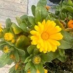 Calendula officinalisBlomst