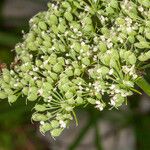 Cnidium silaifolium Fruit