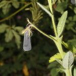 Crotalaria sagittalis Plod