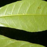 Gymnanthes riparia Hoja