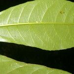 Gymnanthes riparia Leaf