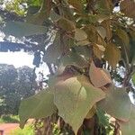 Cordia africana برگ