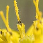 Silphium asteriscus Flor