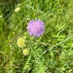 Knautia arvernensis Floare