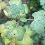 Ribes sanguineum Blad