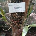 Epidendrum stamfordianumBlad