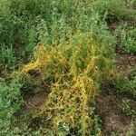 Cuscuta campestris Агульны выгляд