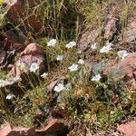 Cerastium soleirolii 花