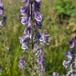 Aconitum septentrionale Кветка