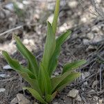 Orchis anthropophora 葉