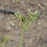 Bupleurum fruticescens Fruit