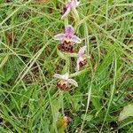 Ophrys holosericea Habit