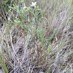 Ornichia lancifolia Habit