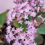 Sedum telephium Cvet