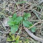 Stachytarpheta cayennensis Leaf