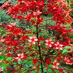Clerodendrum paniculatum Flor