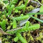 Selaginella denticulata পাতা