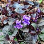 Viola labradorica Blüte