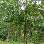 Cinnamomum burmanni Habit