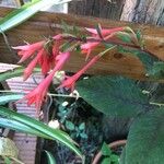 Fuchsia triphylla Flower