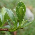 Salix retusa Leaf