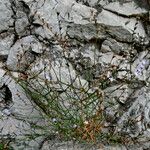 Limonium bocconei Hábito