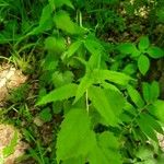 Solidago flexicaulis ഇല